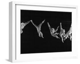 Multiple Exposures of Monkey Swinging-Ralph Morse-Framed Photographic Print