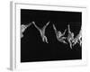 Multiple Exposures of Monkey Swinging-Ralph Morse-Framed Photographic Print