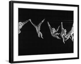 Multiple Exposures of Monkey Swinging-Ralph Morse-Framed Photographic Print