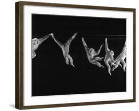 Multiple Exposures of Monkey Swinging-Ralph Morse-Framed Photographic Print