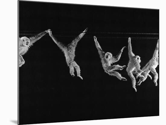 Multiple Exposures of Monkey Swinging-Ralph Morse-Mounted Photographic Print