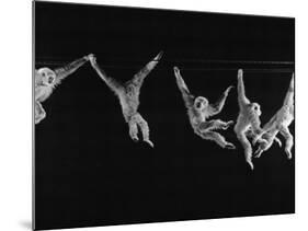 Multiple Exposures of Monkey Swinging-Ralph Morse-Mounted Photographic Print