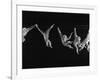 Multiple Exposures of Monkey Swinging-Ralph Morse-Framed Photographic Print