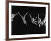 Multiple Exposures of Monkey Swinging-Ralph Morse-Framed Photographic Print