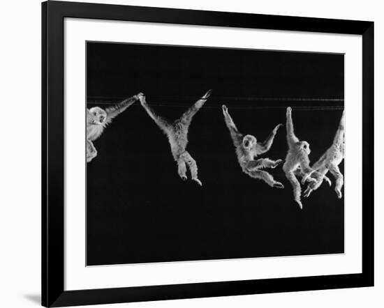 Multiple Exposures of Monkey Swinging-Ralph Morse-Framed Photographic Print