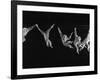 Multiple Exposures of Monkey Swinging-Ralph Morse-Framed Photographic Print