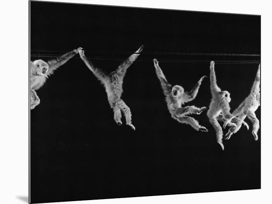 Multiple Exposures of Monkey Swinging-Ralph Morse-Mounted Photographic Print