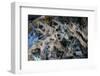 Multiple exposures of toy army men-null-Framed Photographic Print