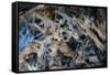 Multiple exposures of toy army men-null-Framed Stretched Canvas