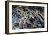 Multiple exposures of toy army men-null-Framed Photo