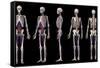 Multiple perspectives of human skeletal and cardiovascular systems, on black background.-Leonello Calvetti-Framed Stretched Canvas