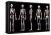 Multiple perspectives of human skeletal and cardiovascular systems, on black background.-Leonello Calvetti-Framed Stretched Canvas