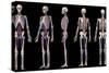 Multiple perspectives of human skeletal and cardiovascular systems, on black background.-Leonello Calvetti-Stretched Canvas