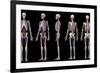 Multiple perspectives of human skeletal and cardiovascular systems, on black background.-Leonello Calvetti-Framed Art Print