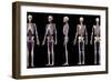 Multiple perspectives of human skeletal and cardiovascular systems, on black background.-Leonello Calvetti-Framed Art Print