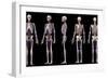 Multiple perspectives of human skeletal and cardiovascular systems, on black background.-Leonello Calvetti-Framed Art Print