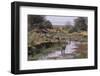 Multiple Species Drinking at a River-DLILLC-Framed Photographic Print