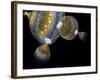 Multiple Universes, Artwork-Henning Dalhoff-Framed Photographic Print