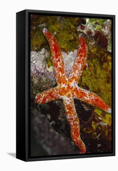 Multipore Sea Star (Linckia Multifora) on Coral Reef, Fiji-Pete Oxford-Framed Stretched Canvas