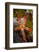 Multipore Sea Star (Linckia Multifora) on Coral Reef, Fiji-Pete Oxford-Framed Photographic Print