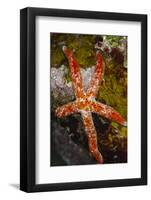 Multipore Sea Star (Linckia Multifora) on Coral Reef, Fiji-Pete Oxford-Framed Photographic Print