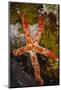 Multipore Sea Star (Linckia Multifora) on Coral Reef, Fiji-Pete Oxford-Mounted Photographic Print