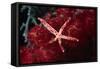 Multipore Sea Star on Soft Coral-Hal Beral-Framed Stretched Canvas