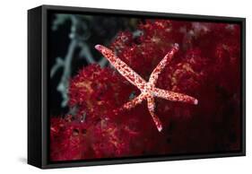 Multipore Sea Star on Soft Coral-Hal Beral-Framed Stretched Canvas