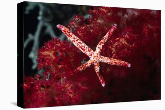 Multipore Sea Star on Soft Coral-Hal Beral-Stretched Canvas