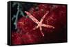 Multipore Sea Star on Soft Coral-Hal Beral-Framed Stretched Canvas
