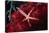 Multipore Sea Star on Soft Coral-Hal Beral-Stretched Canvas