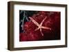 Multipore Sea Star on Soft Coral-Hal Beral-Framed Photographic Print