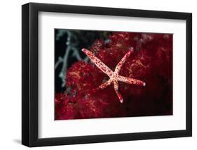 Multipore Sea Star on Soft Coral-Hal Beral-Framed Photographic Print