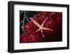 Multipore Sea Star on Soft Coral-Hal Beral-Framed Photographic Print