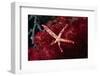 Multipore Sea Star on Soft Coral-Hal Beral-Framed Photographic Print