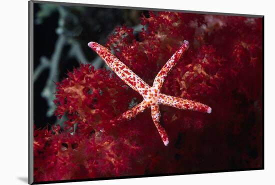 Multipore Sea Star on Soft Coral-Hal Beral-Mounted Photographic Print