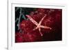 Multipore Sea Star on Soft Coral-Hal Beral-Framed Photographic Print