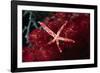 Multipore Sea Star on Soft Coral-Hal Beral-Framed Photographic Print