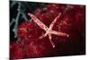 Multipore Sea Star on Soft Coral-Hal Beral-Mounted Photographic Print