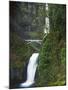 Multnomah Falls, Columbia Gorge National Scenic Area, Oregon, USA-Charles Gurche-Mounted Premium Photographic Print