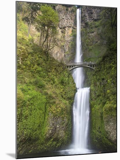 Multnomah Falls, Columbia Gorge National Scenic Area, Oregon, USA-Chuck Haney-Mounted Premium Photographic Print