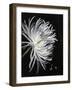 Mum II-Farrell Douglass-Framed Giclee Print