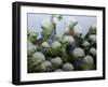 Mum's Garden-Allan Friedlander-Framed Art Print