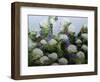 Mum's Garden-Allan Friedlander-Framed Art Print