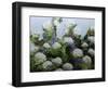 Mum's Garden-Allan Friedlander-Framed Art Print