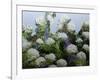 Mum's Garden-Allan Friedlander-Framed Art Print