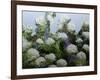 Mum's Garden-Allan Friedlander-Framed Art Print