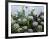 Mum's Garden-Allan Friedlander-Framed Art Print