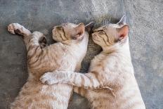 Two Cat Kitten Brethren Sleeping Hug Embrace-Mumemories-Stretched Canvas