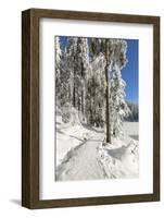 Mummelsee Lake in winter, Black Forest, Baden Wurttemberg, Germany, Europe-Markus Lange-Framed Photographic Print